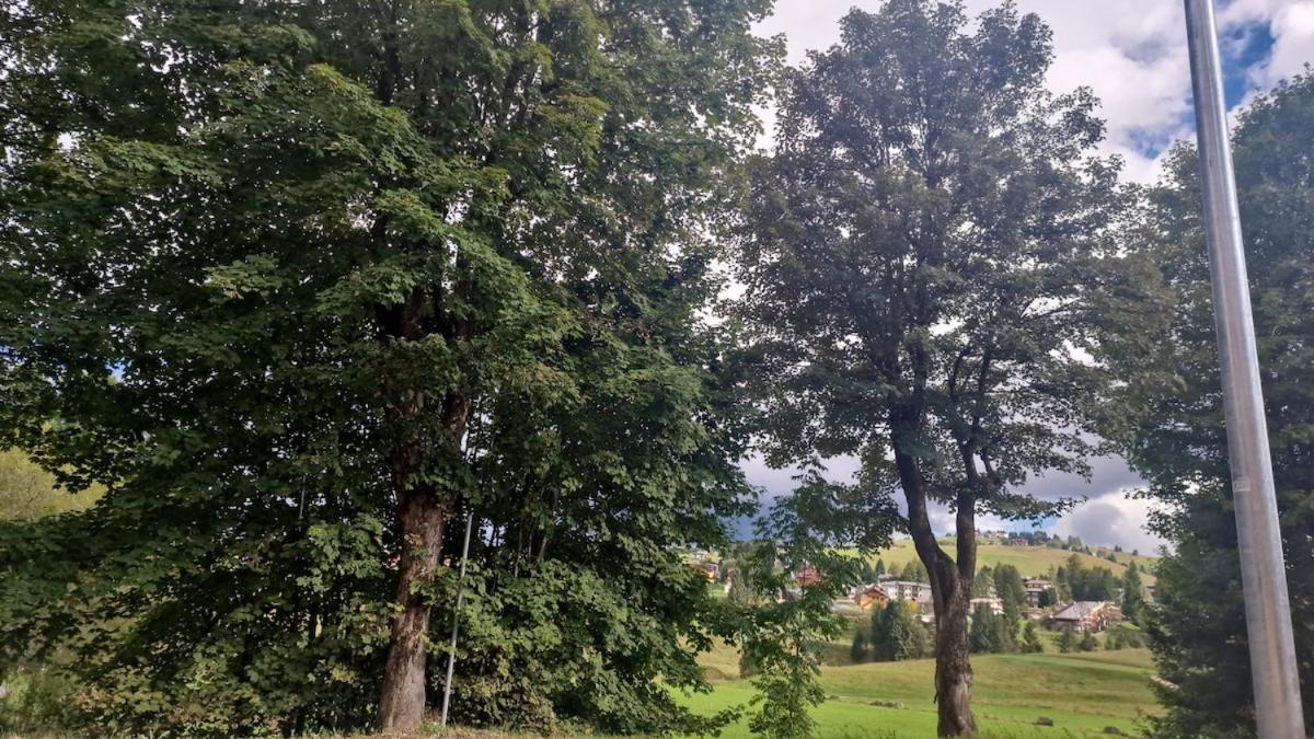 Appartamento Di Montagna A Gallio L'Albero Della Vita Exterior photo